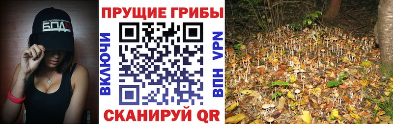 Галлюциногенные грибы GOLDEN TEACHER  ОМГ ОМГ   Будённовск 